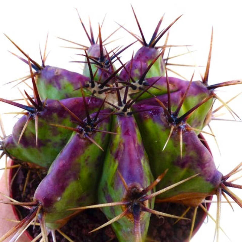 エキノカクタス INGENES STRONG SPINES F899 2093.png?width=800&etag=