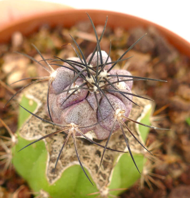Copiapoa griseoviolacea - NO crested cinerea | eBay UK