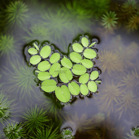 Floating Aquarium Plants: Top Tips for a Stunning Tank Setup