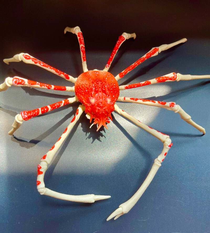 新品　美品　  spindleshanks crab カニ I was lurking an incredible giant moth crab