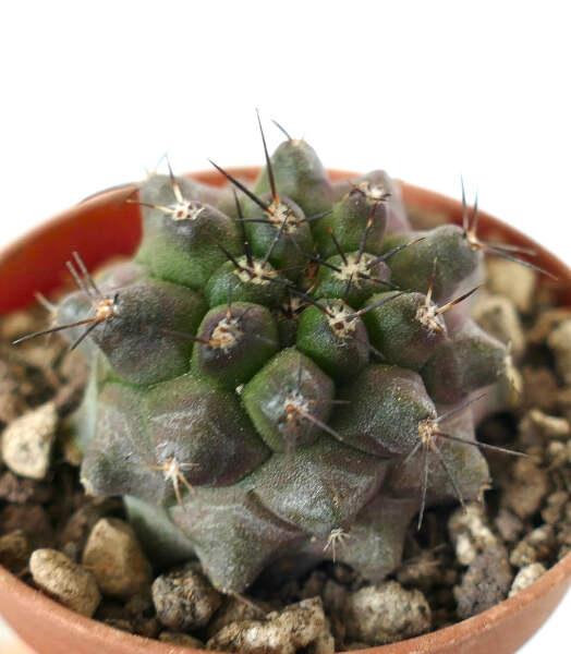 Copiapoa dura SELECTED SEEDLING 98H7 - NO cinerea crested | eBay