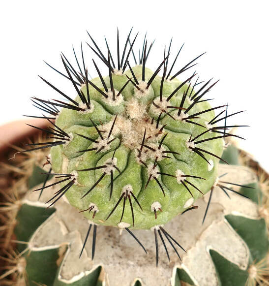 新品　COPIAPOA CINEREA  FlowerSeason Copiapoa cinerea SUPER GREY - Botanical Archive