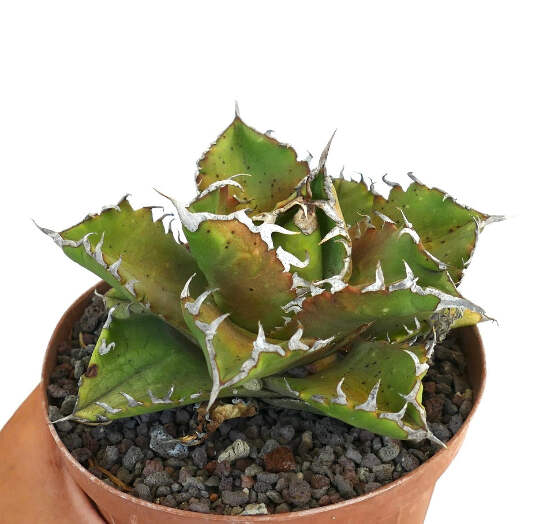 Agave titanota cv LUNA ROSSA NEW COMPACT CLONE - | eBay