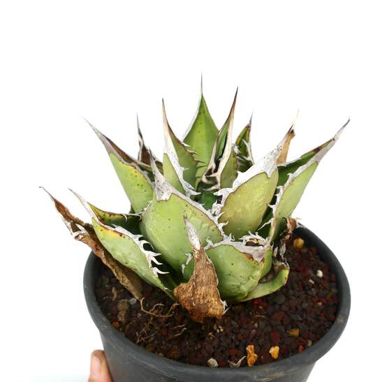 Agave oteroi ‘oaxaca‘ Agave oteroi OAXACA - OTEROI NO variegated variegate | eBay