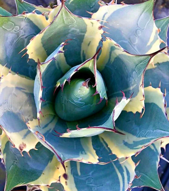 371.png?width=547&etag=