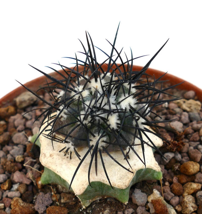 Copiapoa griseoviolacea - NO CRESTED CINEREA | eBay