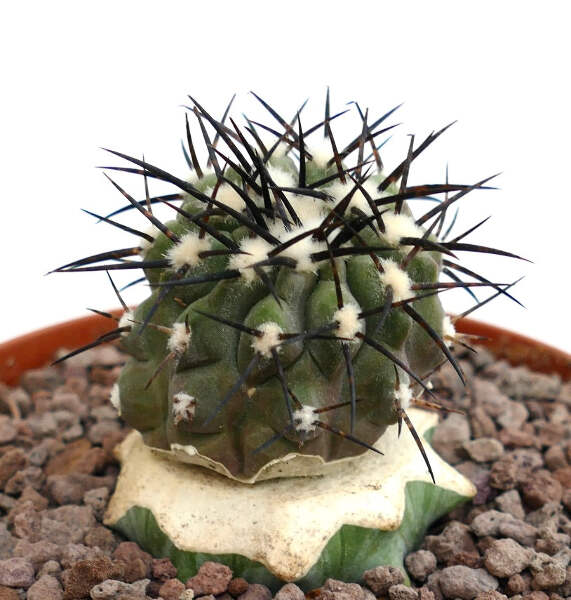 新品　COPIAPOA CINEREA  FlowerSeason Copiapoa cinerea - NO CRESTED COLUMNA-ALBA | eBay