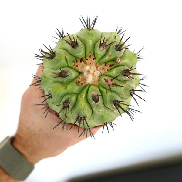 Copiapoa cinerea GREEN X Copiapoa serpentisulcata - no crested