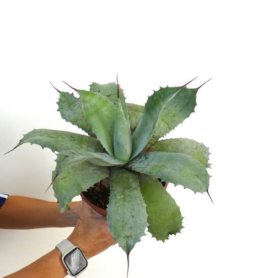agave soulabo×plywood / agave no ne セット agave soulabo×plywood / agave no ne セット - メルカリ