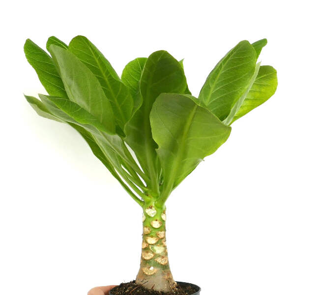 Brighamia insignis - Hawaiian palm | Cabbage on a stick | eBay