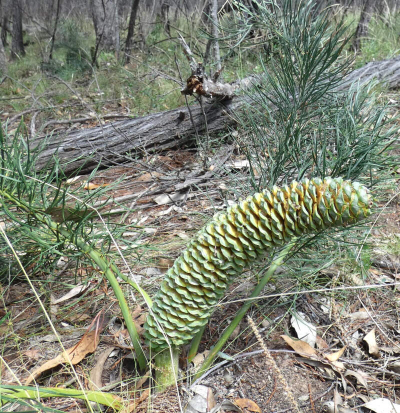 Macrozamia stenomera - NO ENCEPHALARTOS DIOON ZAMIA | eBay