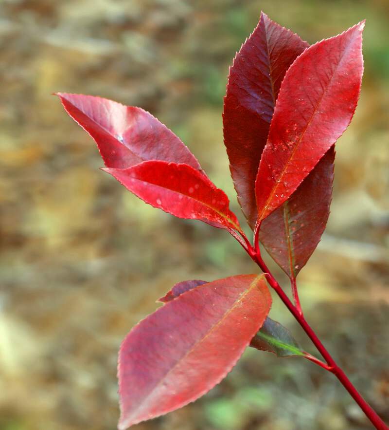 Photinia x fraseri cv. 'red robin' 15-30cm - Red tip photinia | Fraser  photinia | eBay