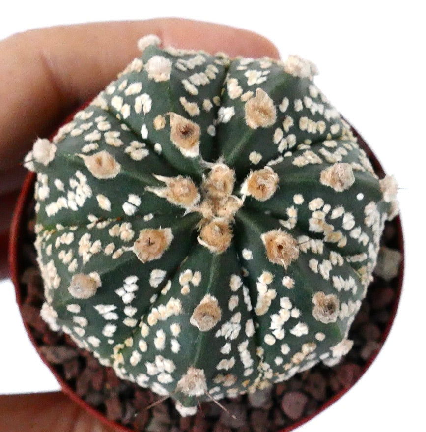 Astrophytum cv ONZUKA x SUPERKABUTO NN77 - | eBay