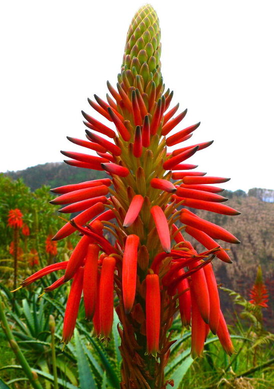 aloe vera bei narben ALHYDRAN; NarbenGel; Narbentherapie; Aloe Vera main image 1