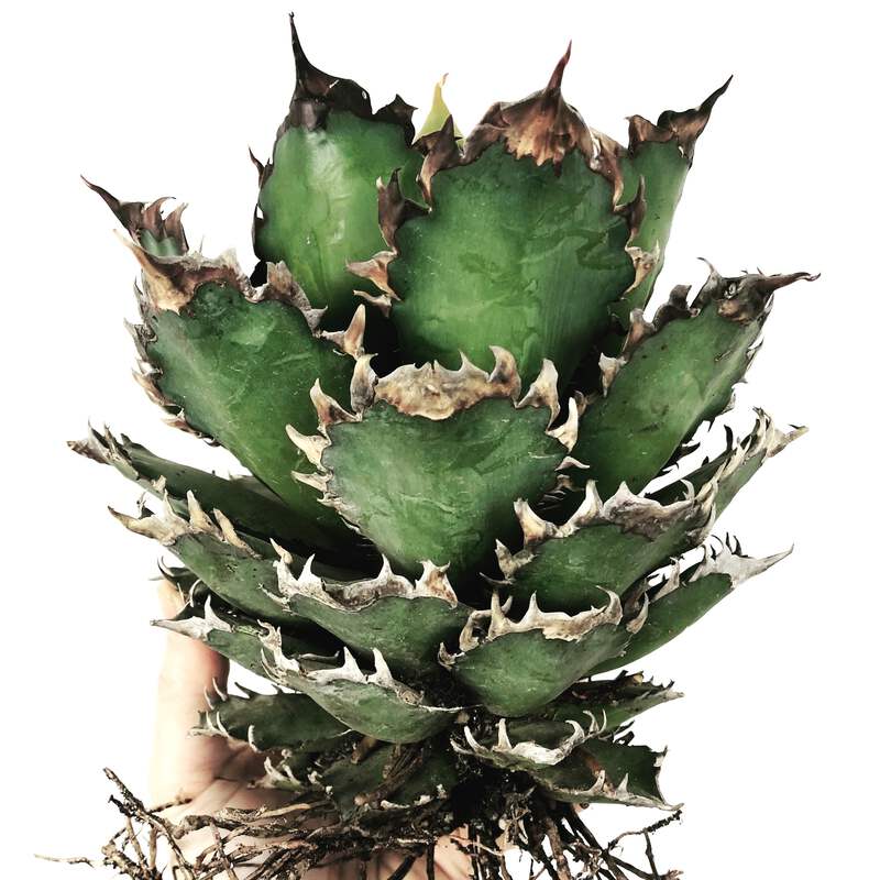 151.png?width=800&etag=