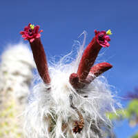 Cephalocereus senilis SEEDS - SAMEN Greisenhaupt-Kaktus | eBay