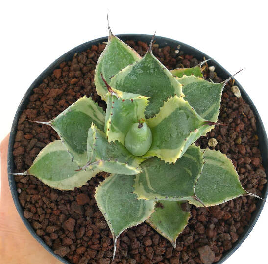 Agave isthmensis cv DELAWARE variegated ex NCS U.S.A. - VARIEGATE