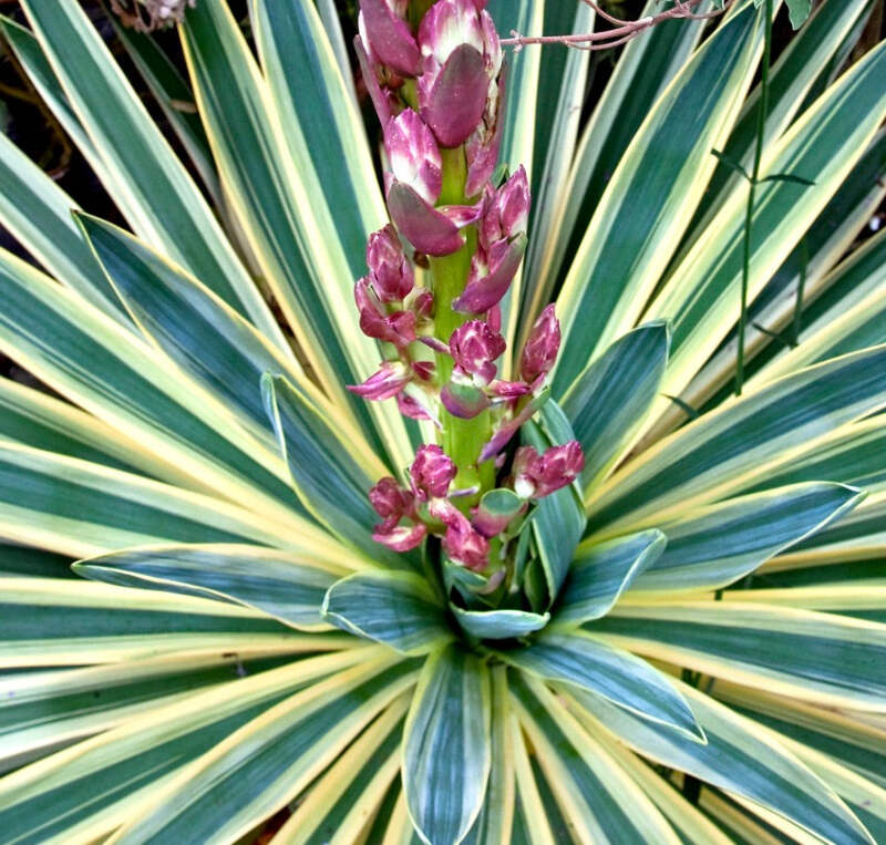 Yucca gloriosa VARIEGATED - Bunte spanische Dolchlilie | eBay