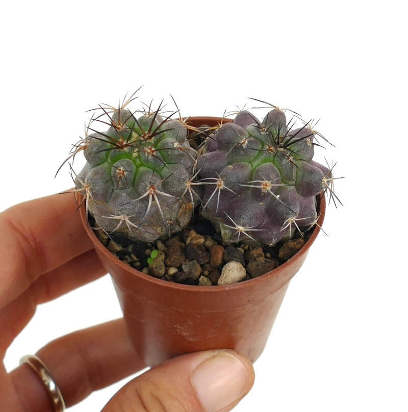 4510.png?width=800&etag=