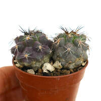 Copiapoa griseoviolacea X Copiapoa serpentisulcata 2 PLANTS - NO