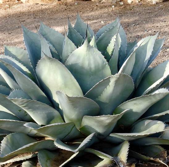 アガベ Agave ovatifolia 'Killer' 211 Agave ovatifolia - NO variegated | eBay