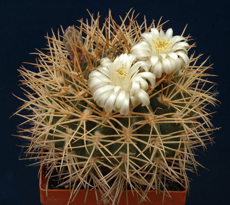 Gymnocalycium hamatum FR819 SEEDS - SAMEN Kinnkaktus