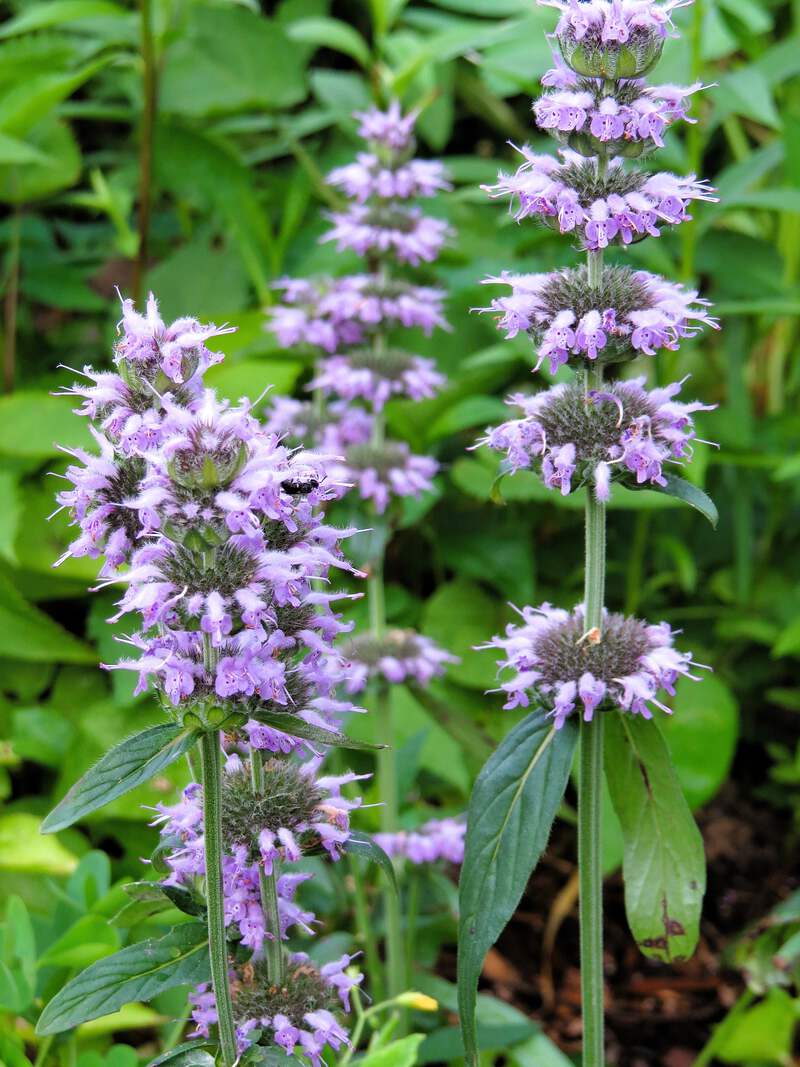 ブルーフラワーヘリテイジ 200 PURPLE WOOD MINT Blephilia Ciliata Downy Pagoda Horsemint Herb