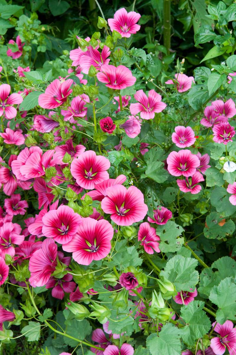 10 VULCAN MALOPE Trifida / Mallowwort / Mallow Flower Seeds | eBay