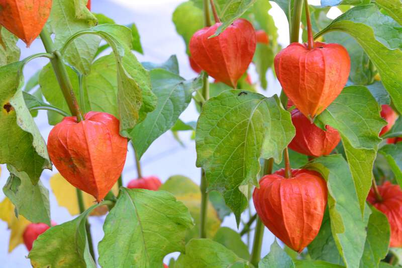 100 CHINESE LANTERN Winter Ground Cherry Japanese Physalis