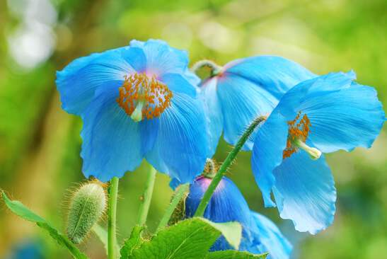1561.png?width=547&etag=