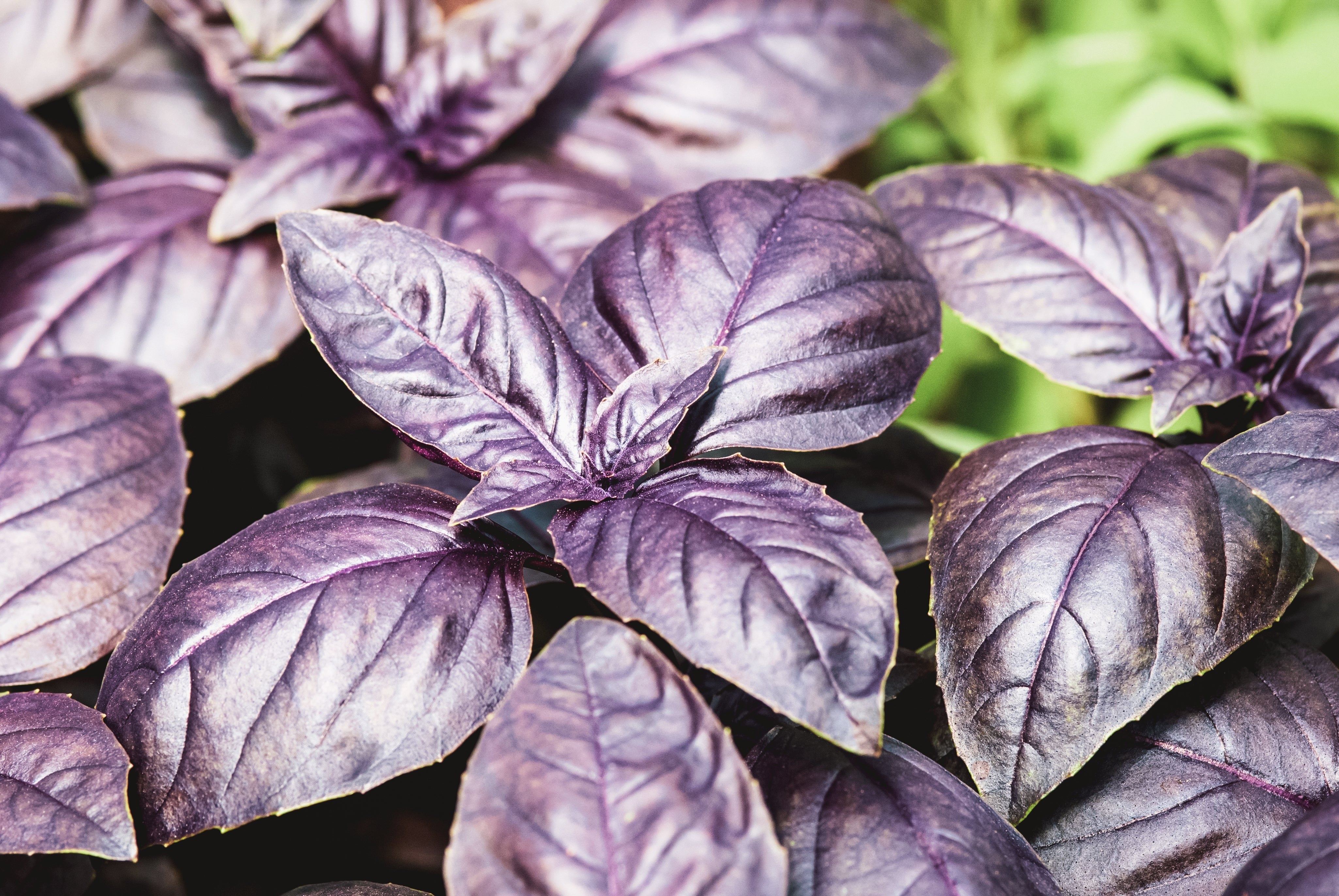 thumbnail image 2 of Sweet Basil Dark Opal Ocimum Basilicum 100 Herb Seeds 2 of 13