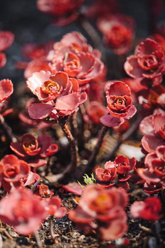 50 Red DRAGONS BLOOD SEDUM Stonecrop Sedum Spurium Flower Seeds | eBay