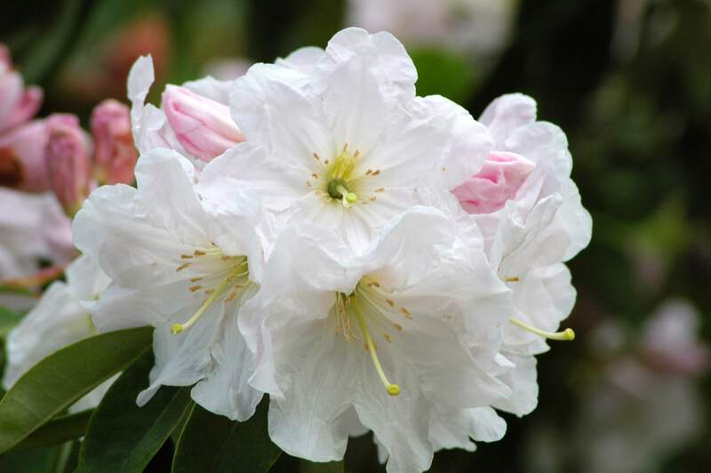 50 FORTUNE RHODODENDRON Fortunei Shrub Rose Pink Mauve White Flower Seeds |  eBay