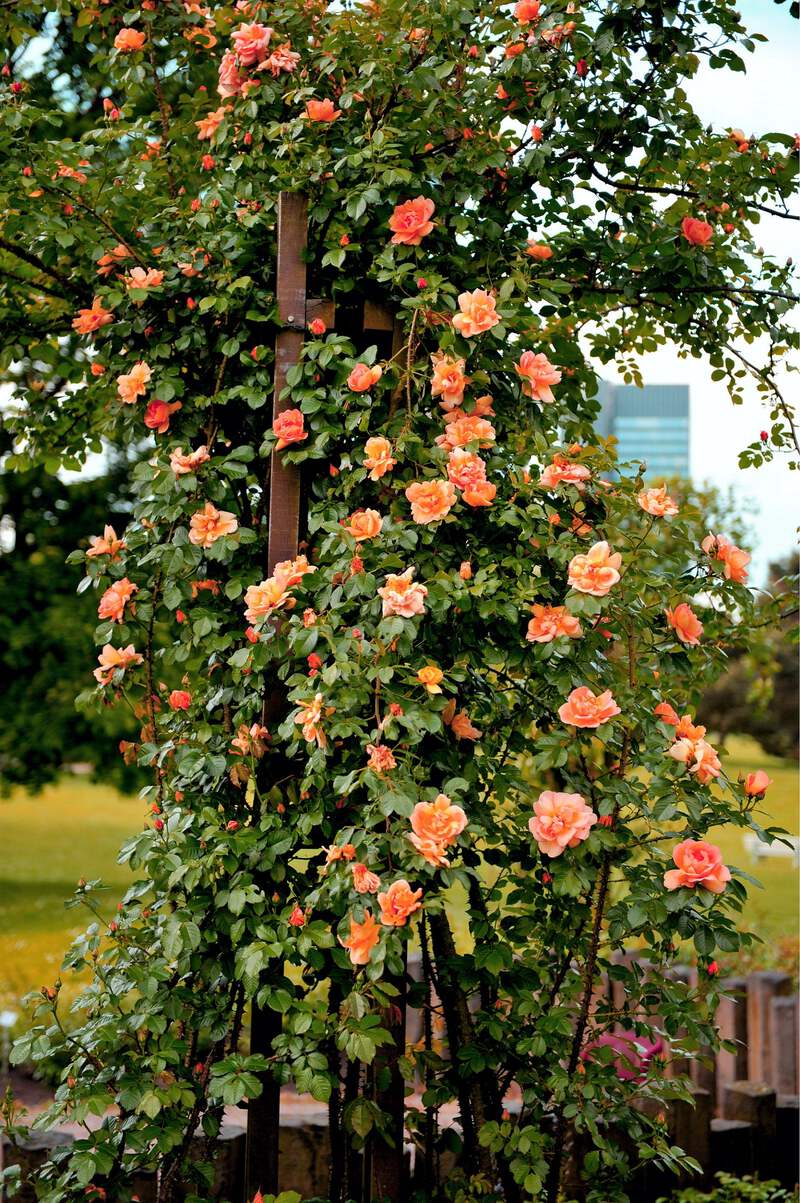 5 ORANGE CLIMBING ROSE Rosa Bush Vine Climber Fragrant Butterfly
