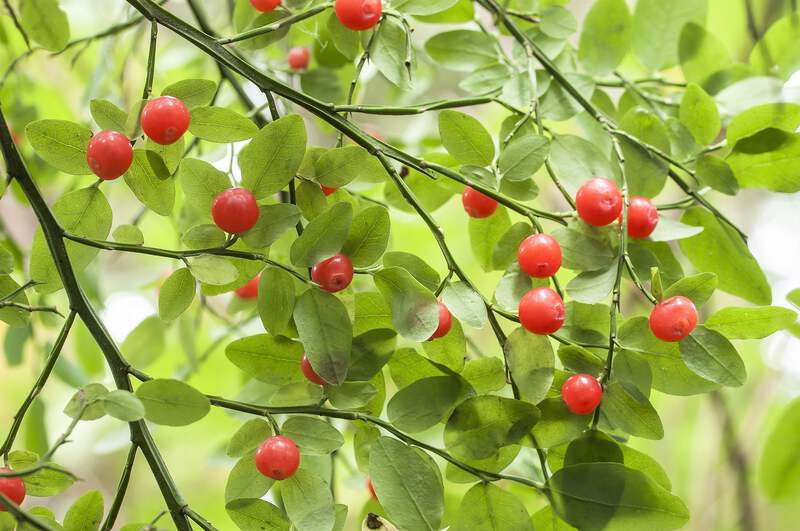 30 RED HUCKLEBERRY Vaccinium Parvifolium aka Red Blueberry & Red