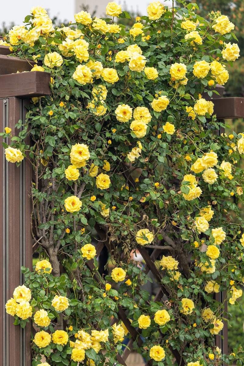 ろーず 5 YELLOW CLIMBING ROSE Rosa Bush Vine Climber Fragrant Butterfly