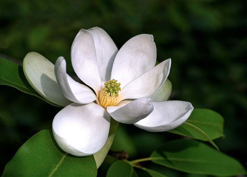 1818.png?width=800&etag=