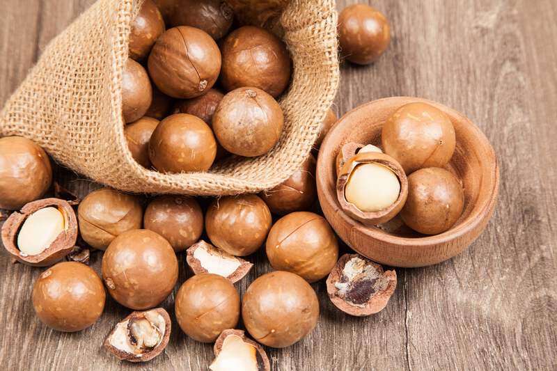 5 MACADAMIA NUT Tree Macadamia Integrifolia Nut Fruit White Pink