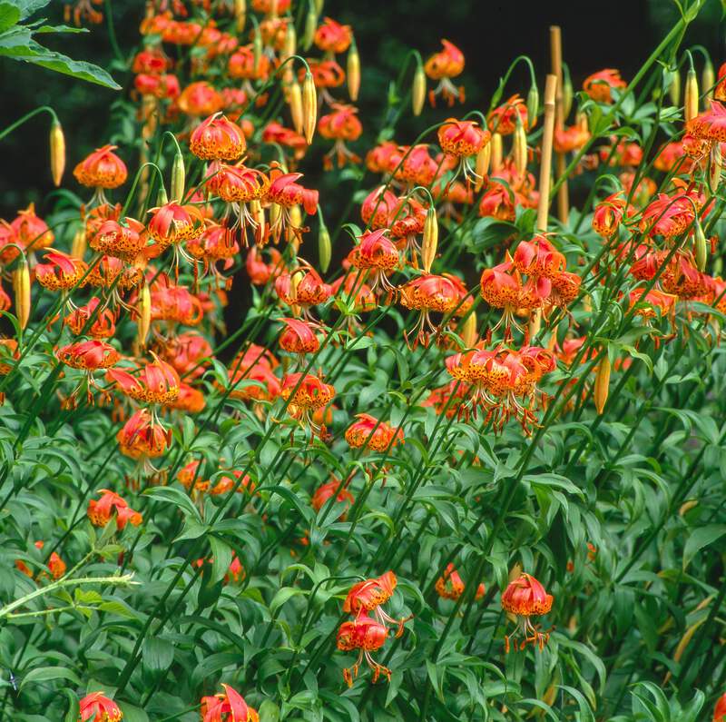 果物 LEO.LILY 1917.png?width=800&etag=