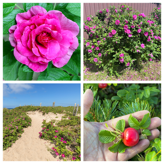 File:Rosa 'Chica Veranda'.jpg - Wikimedia Commons