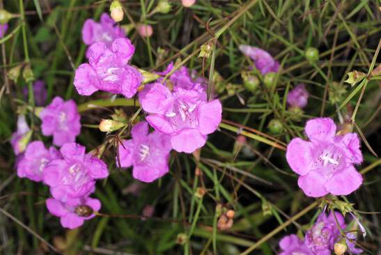 100 FALSE PURPLE FOXGLOVE Rose Gerardia Wetland Agalinis Purpurea