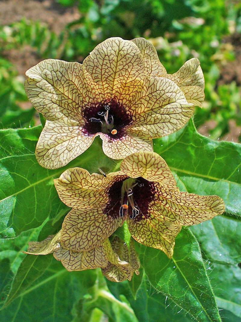 200 Black HENBANE Nightshade Hyoscyamus Niger Flower Seeds | eBay