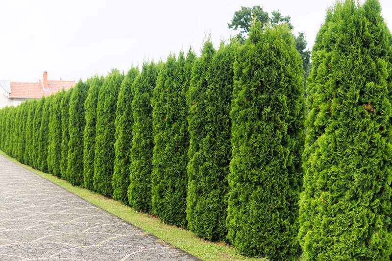 25 THUJA TREE Cedar Thuja Occidentalis Conifer Seeds | eBay
