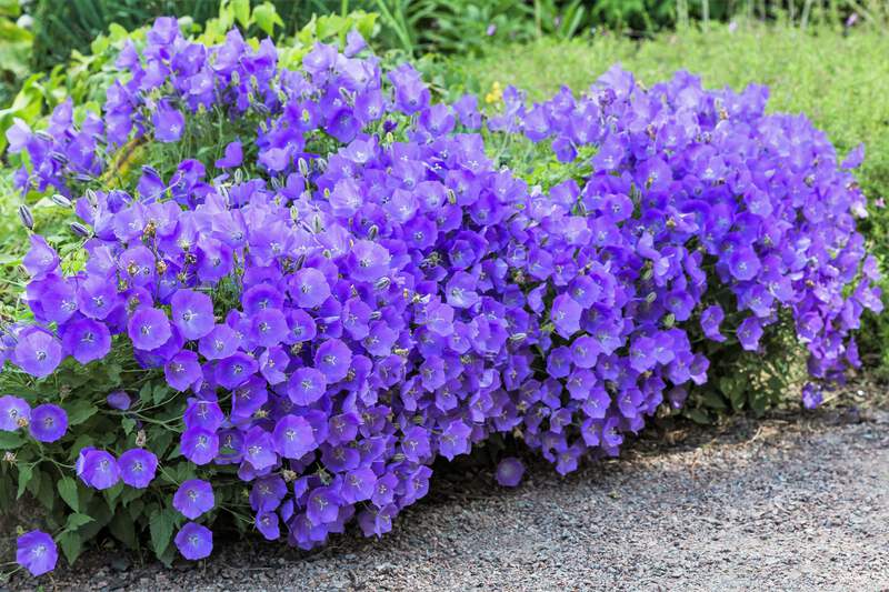 oregon wildflower seed mix Critter Blend  Oregon WildFlower Growers