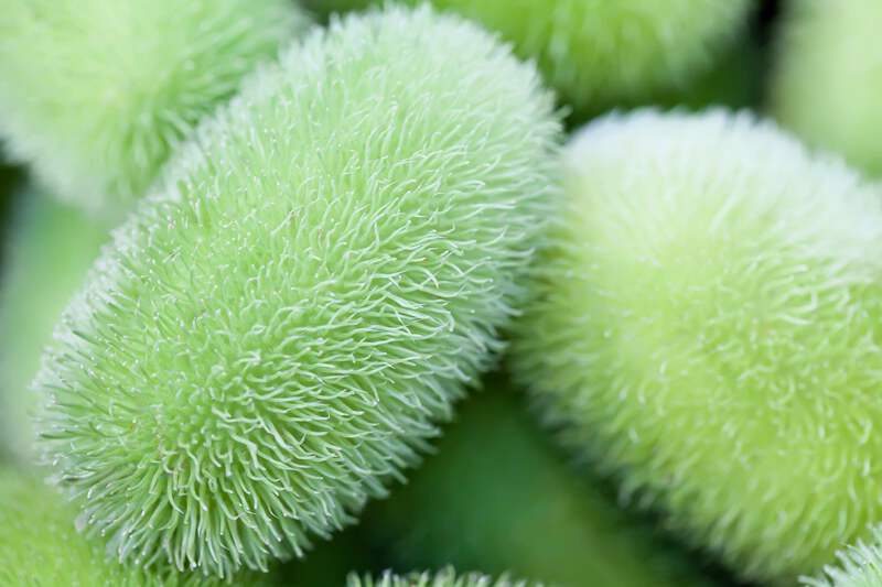 Buy 10 WOOLY BEAR GOURD Cucumis Dipsaceus Fuzzy Green Ornamental Seeds Online in India