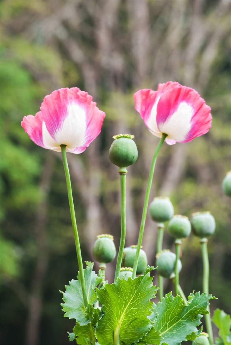 Hương popi 200 Organic AMPHORA POPPY Pink & White Papaver Flower Seeds | eBay