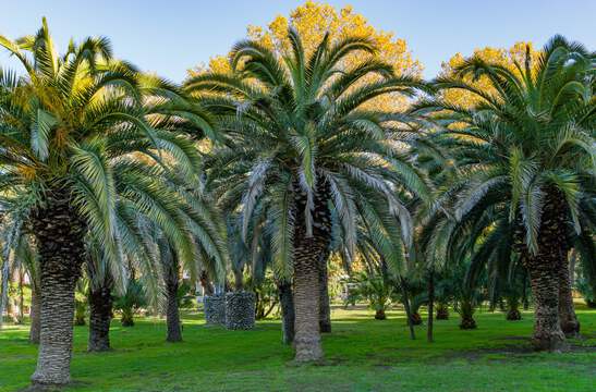 10 CANARY ISLAND Date PALM Phoenix Canariensis Tree Seeds | eBay