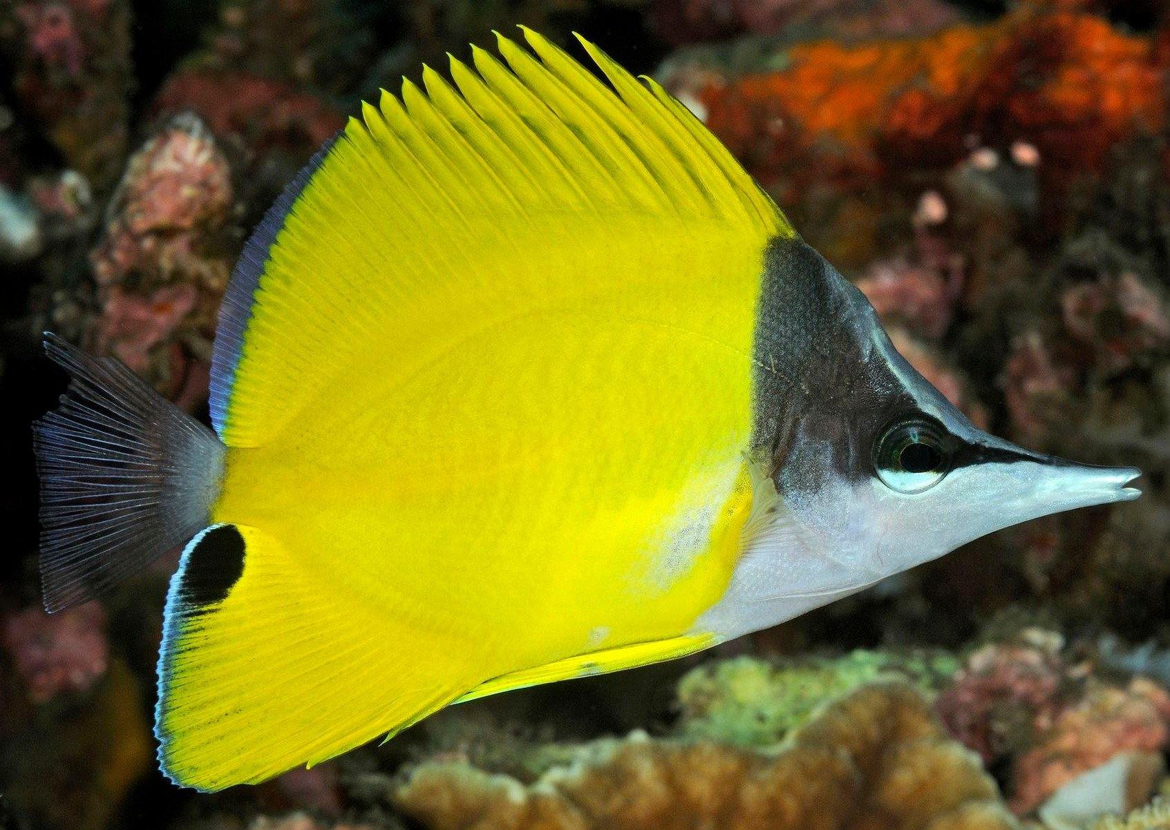 longnose butterflyfish care