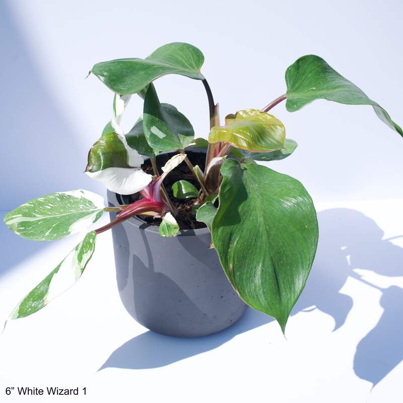 philodendron white fusion Philodendron 'White Princess' – Carnivero main image 1
