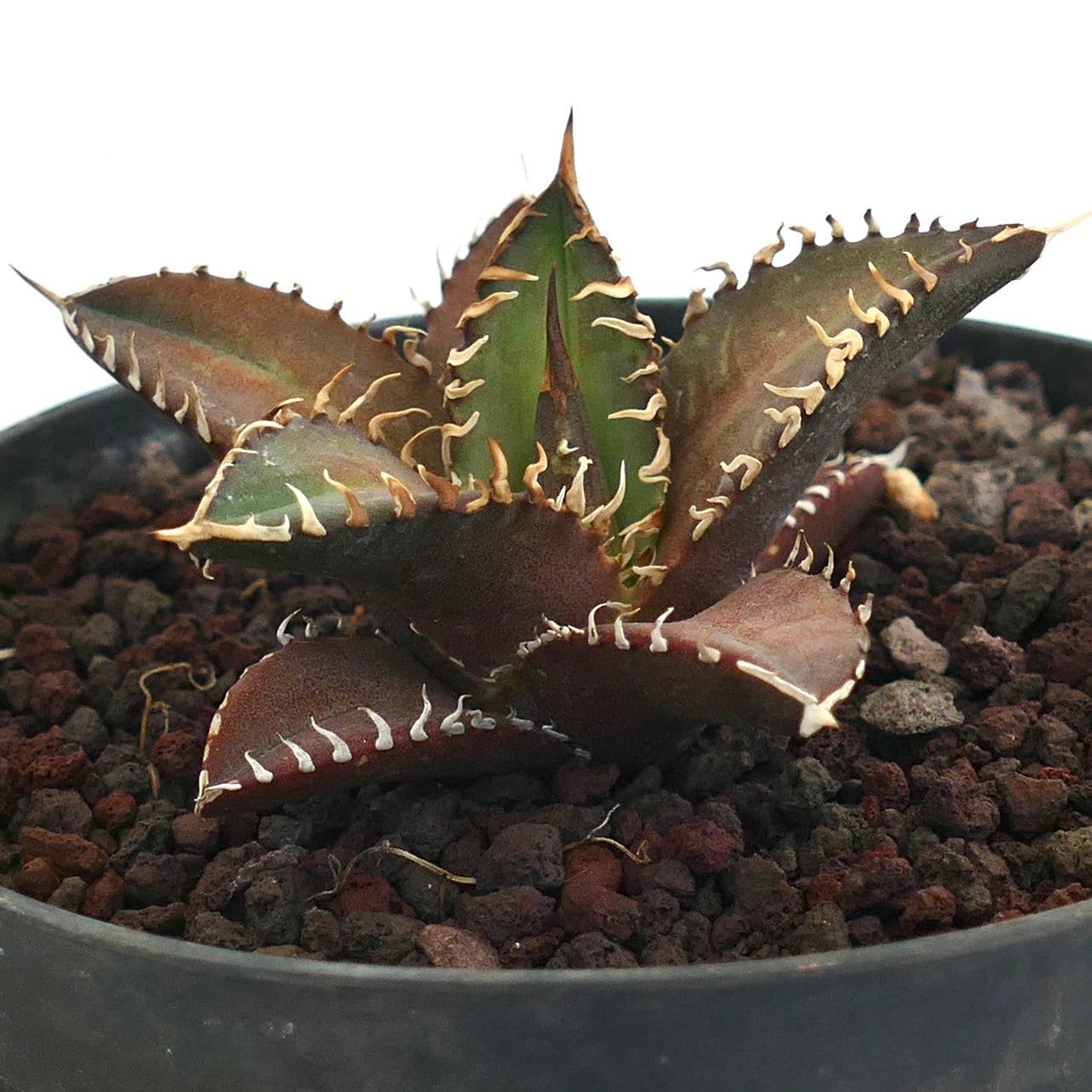 Agave titanota Red Catweezle EU株 ゴリ猫 胴切り子株 アガベ Agave titanota Red Catweezle EU株 ゴリ猫 胴切り子株 アガベ